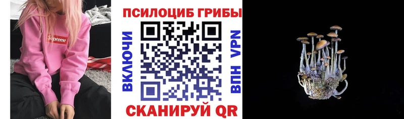 Псилоцибиновые грибы Psilocybe  цены наркотик  Чернушка 